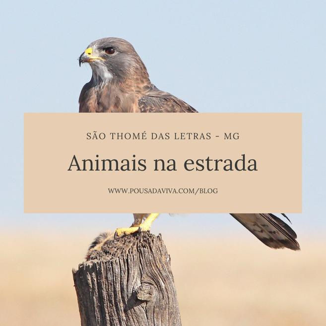 Animais na Estrada